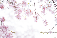 榴ヶ岡公園の桜３
