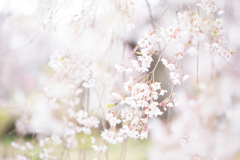 榴ヶ岡公園の桜