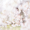 榴ヶ岡公園の桜