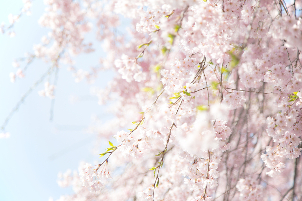 青空としだれ桜