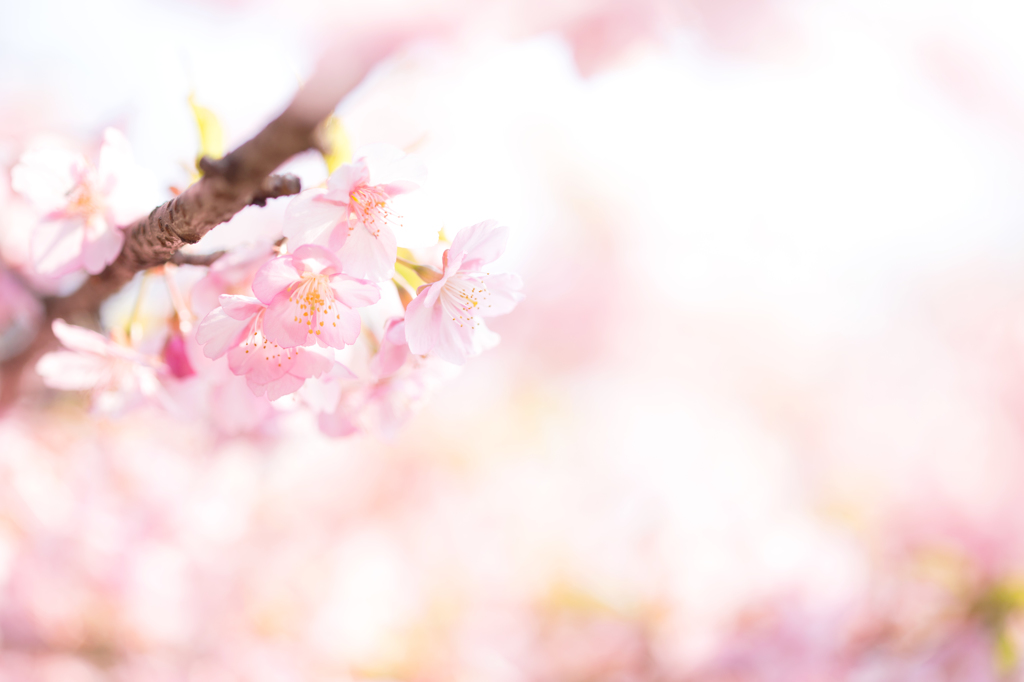 ふわふわの春
