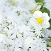 White floewr