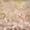 枯れ草