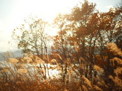 Silver grass