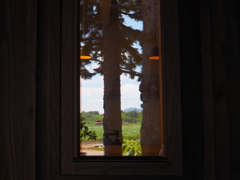 Window