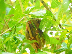 Tarsier