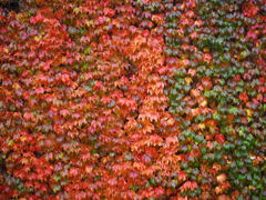紅い壁
