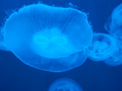 海月