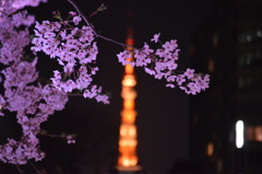 東京の桜
