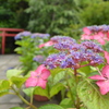 鳥居の先は