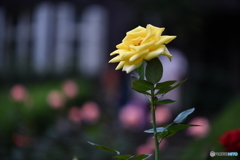 薔薇　旧古川庭園