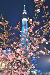 スカイツリー＆河津桜