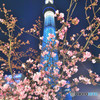 スカイツリー＆河津桜