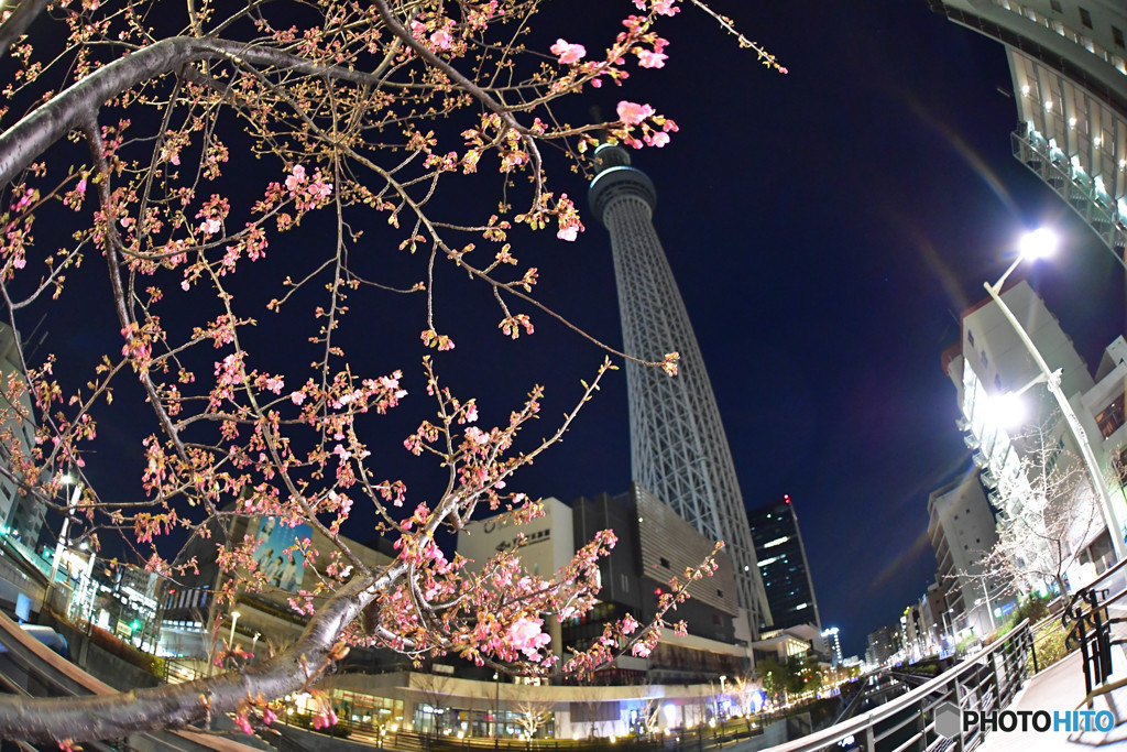 スカイツリー　＆　河津桜