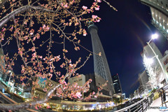 スカイツリー　＆　河津桜