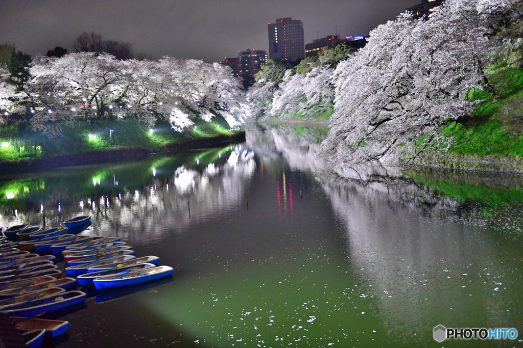 千鳥ヶ淵　千代田さくら祭りライトアップ最終日