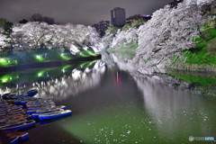 千鳥ヶ淵　千代田さくら祭りライトアップ最終日