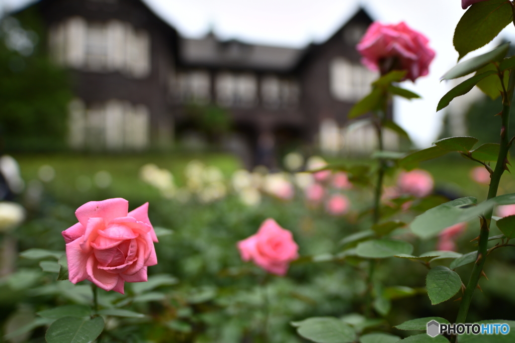 旧古川庭園　薔薇