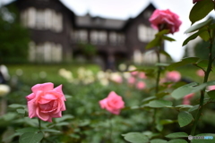 旧古川庭園　薔薇