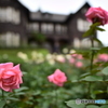 旧古川庭園　薔薇