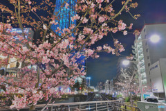 河津桜＆スカイツリー