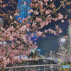 河津桜＆スカイツリー