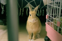 すましウサギ