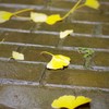 銀杏も雨には勝てない