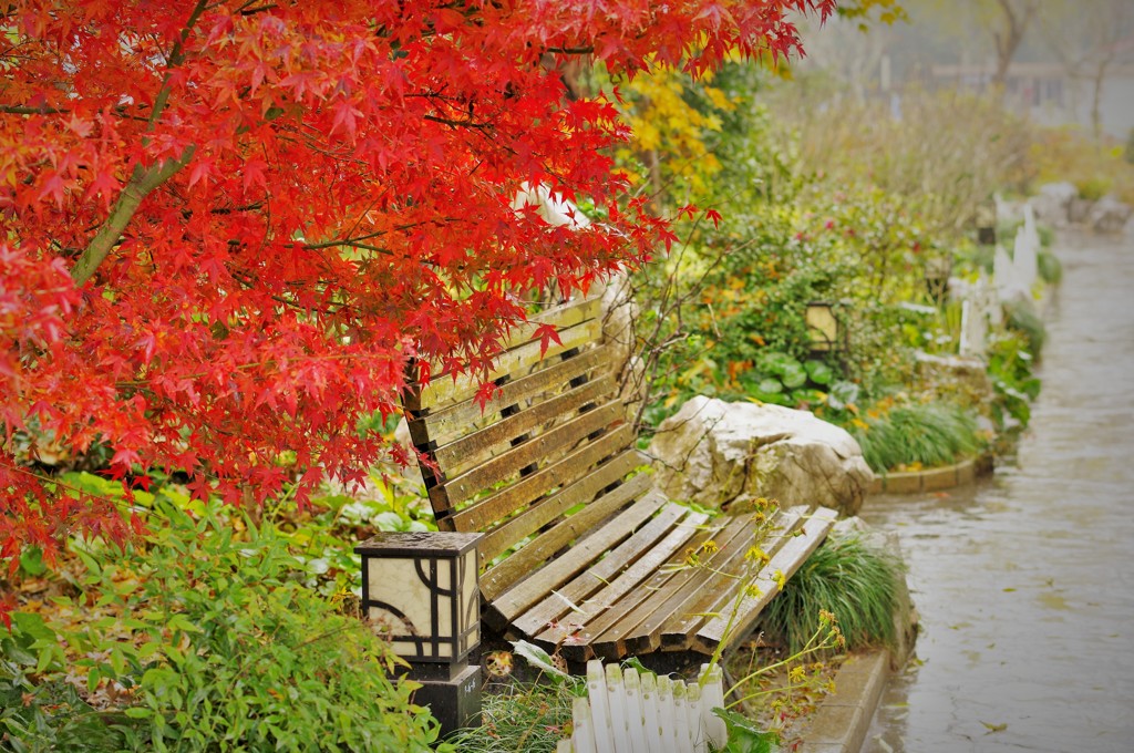 紅葉模様　雨模様