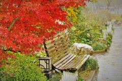 紅葉模様　雨模様