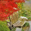 紅葉模様　雨模様