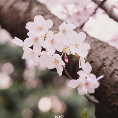 あの頃の桜