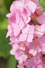 紫陽花
