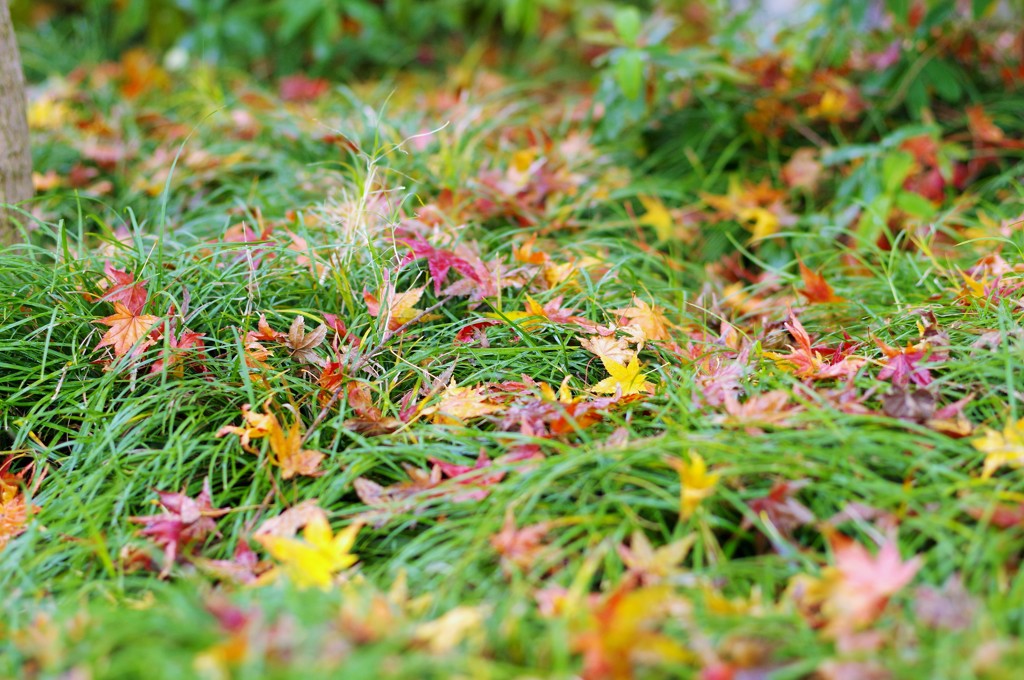 雨で落ちても秋紅葉