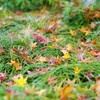 雨で落ちても秋紅葉