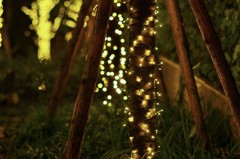 Light up　Tree