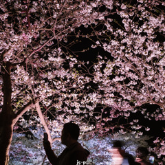 携帯で夜桜