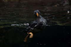 鳥？ペンギン？