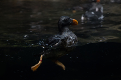 鳥？ペンギン？