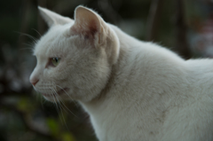 白猫(更に寄り）