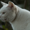 白猫(更に寄り）
