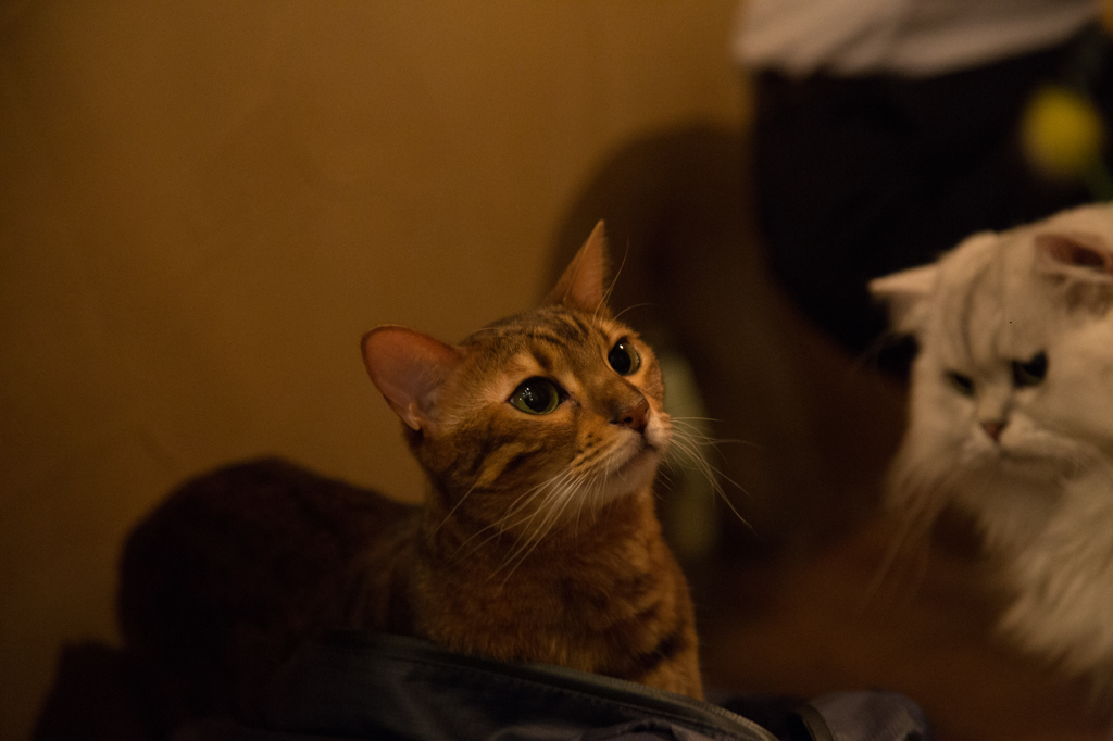 カバン制圧完了！