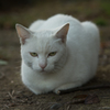 白猫(寄り）
