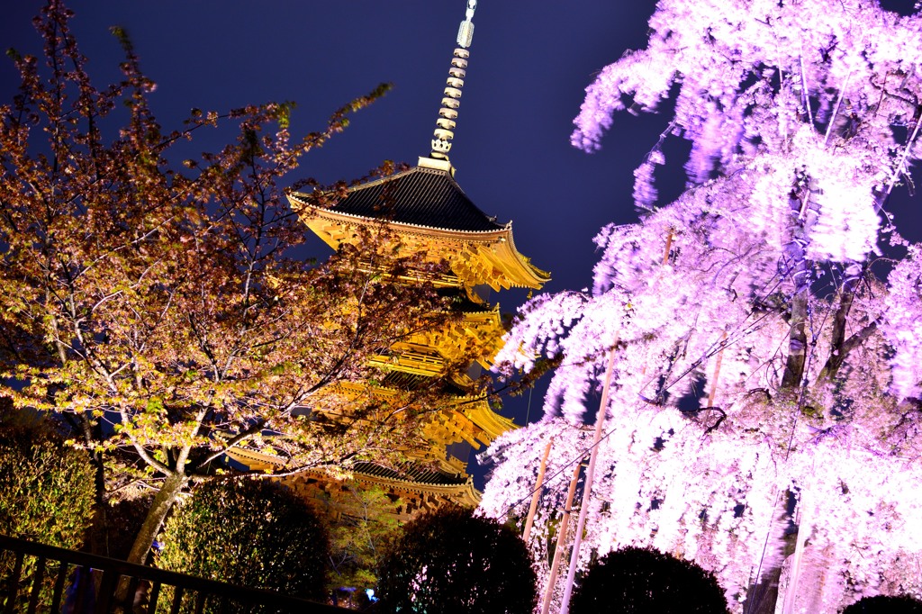 京都の夜桜