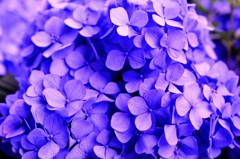 ～紫～