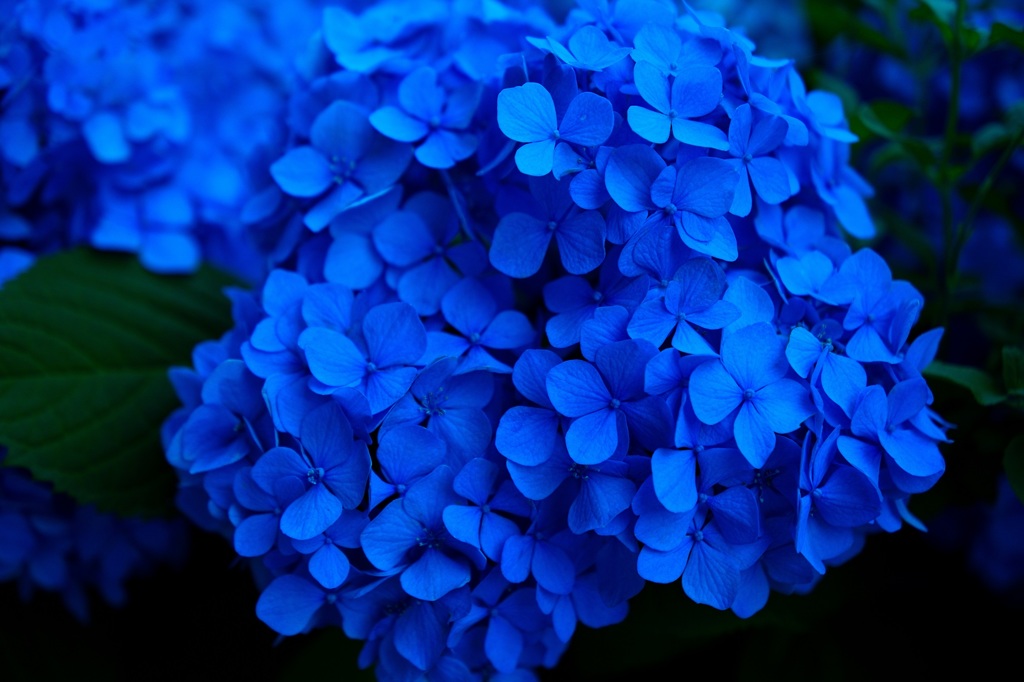 Blue