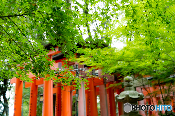 京の夏のたび
