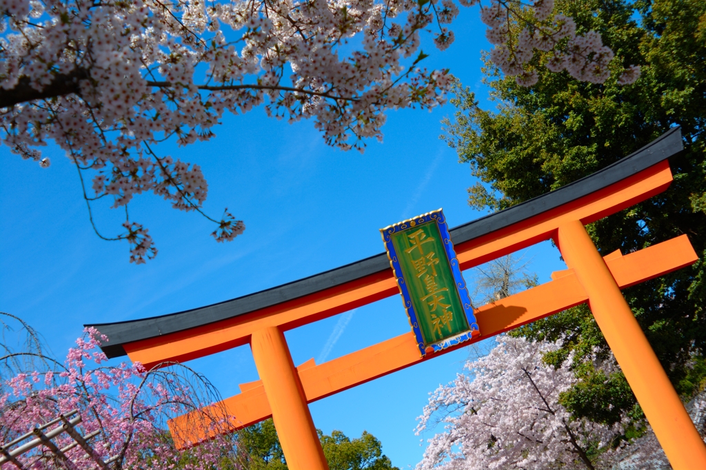 桜と鳥居