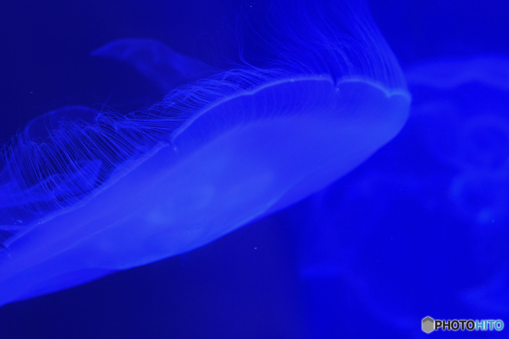 jellyfish