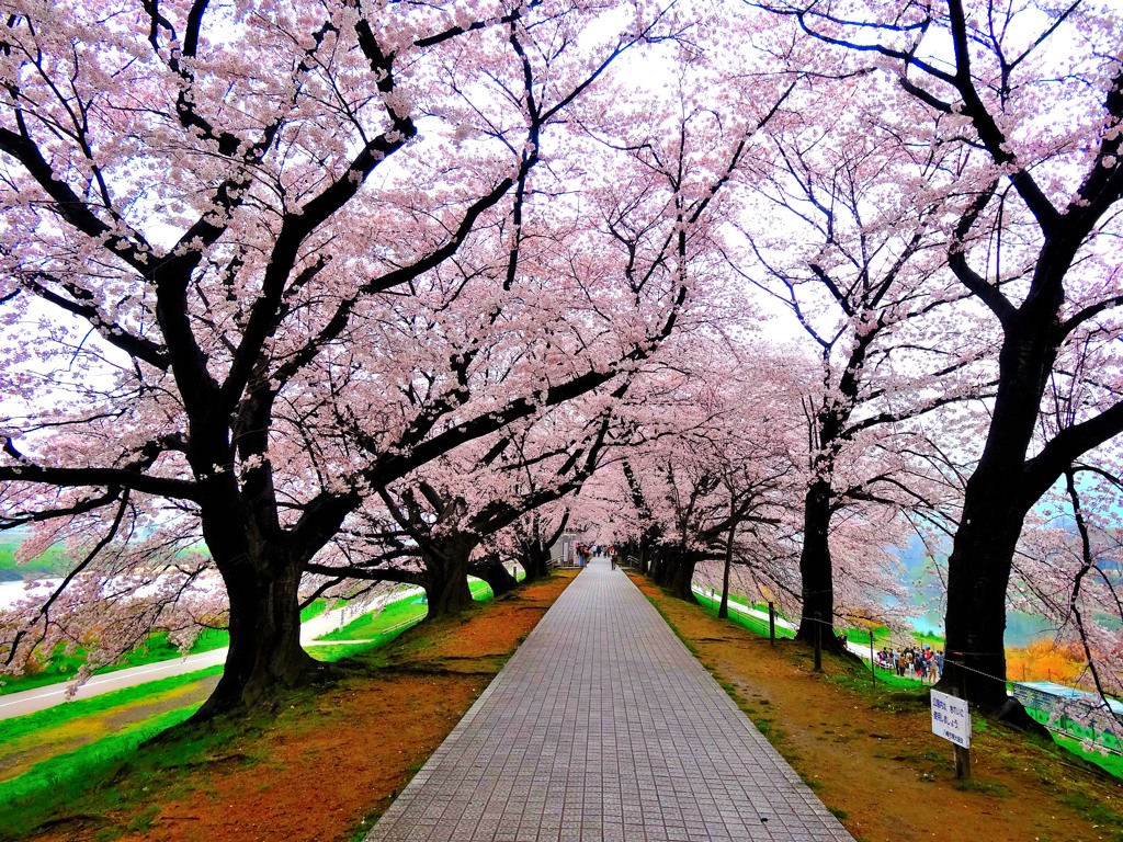 桜のトンネル